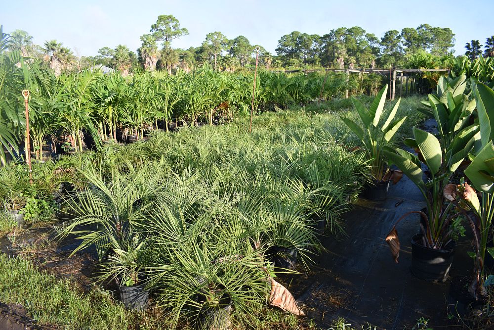butia-capitata-cocos-australis-pindo-palm-jelly-palm