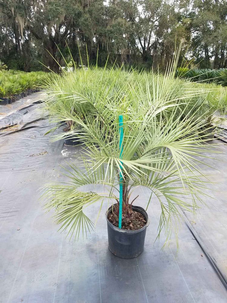 butia-capitata-cocos-australis-pindo-palm-jelly-palm