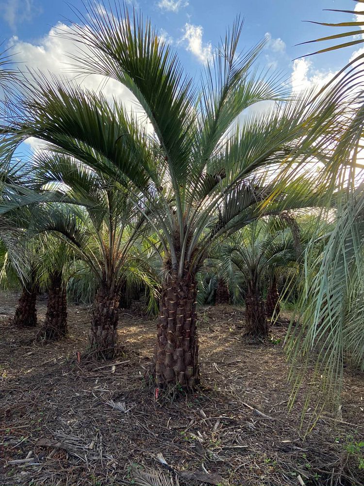 butia-capitata-cocos-australis-pindo-palm-jelly-palm