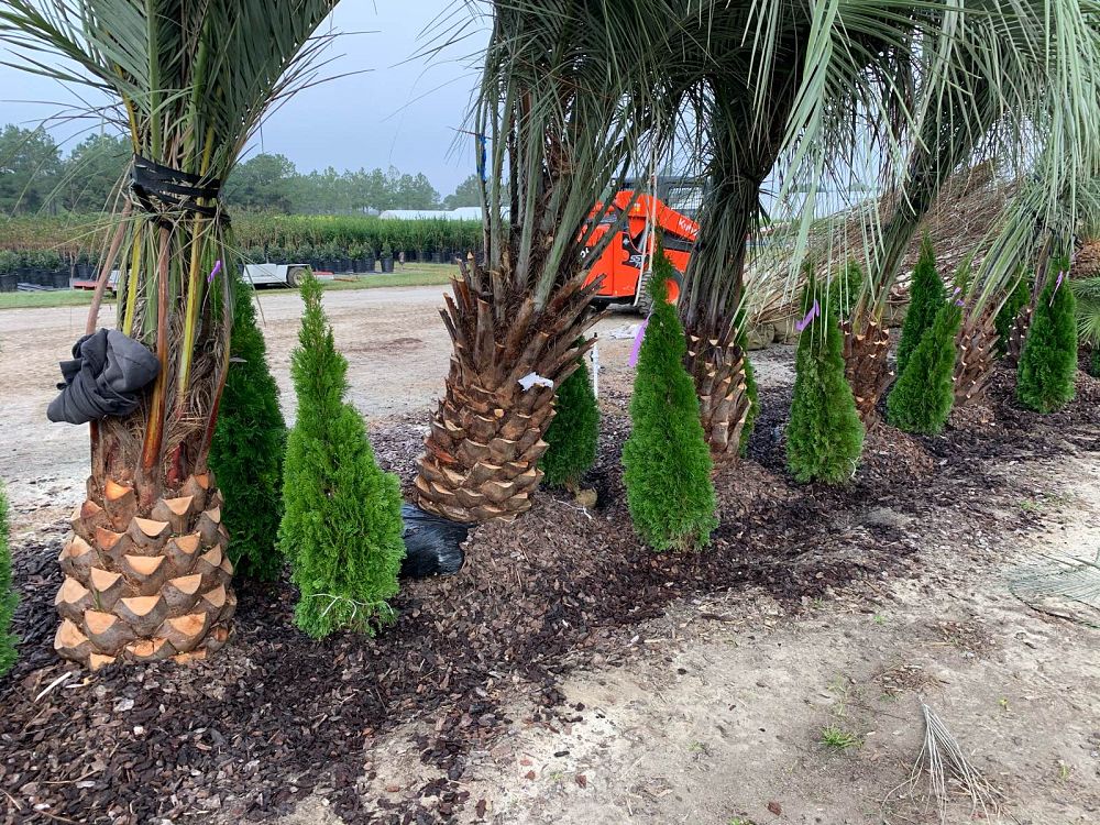 butia-capitata-cocos-australis-pindo-palm-jelly-palm