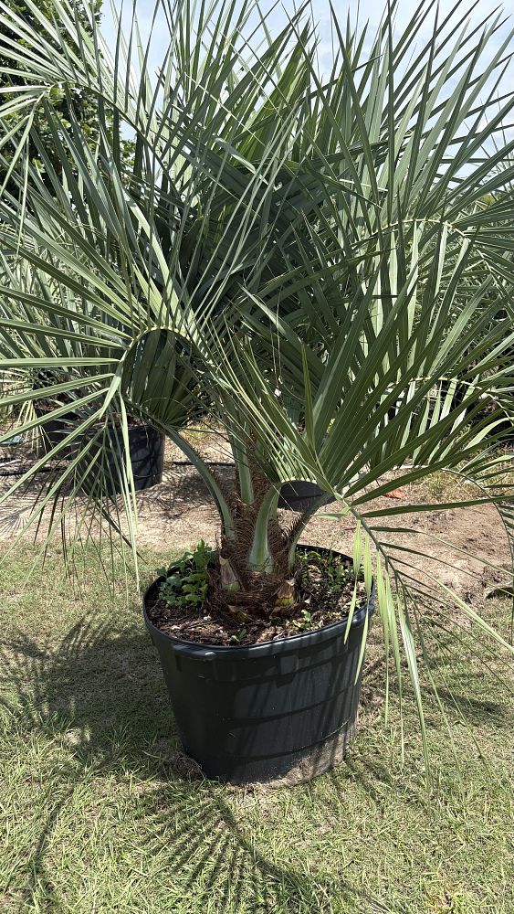 butia-capitata-cocos-australis-pindo-palm-jelly-palm