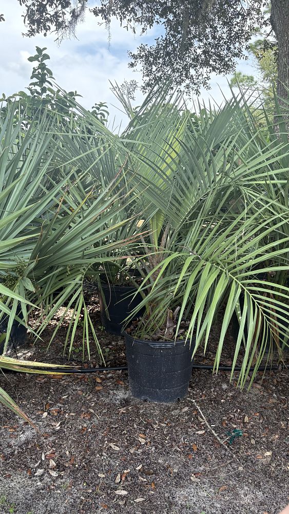 butia-capitata-cocos-australis-pindo-palm-jelly-palm