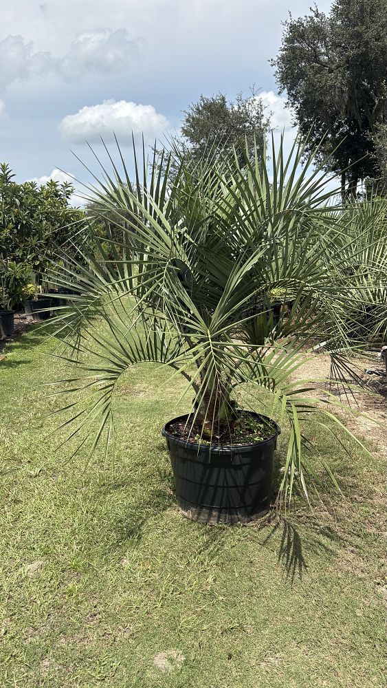 butia-capitata-cocos-australis-pindo-palm-jelly-palm