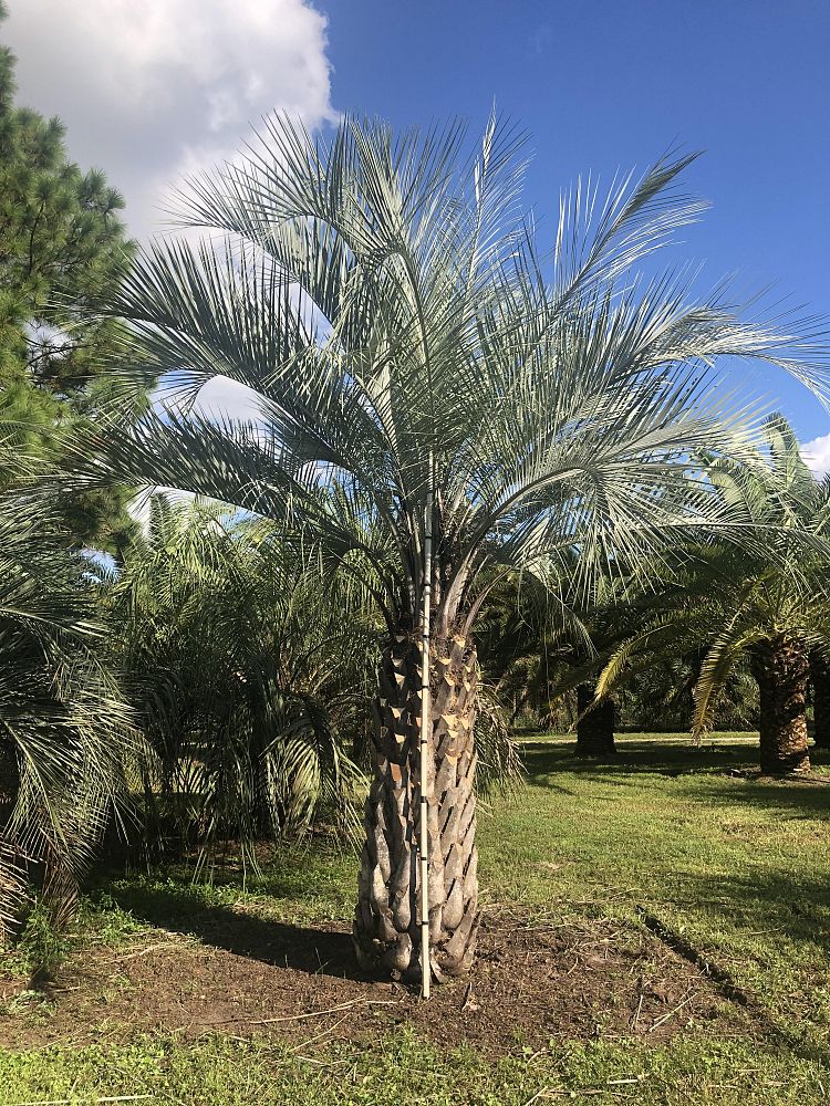 butia-capitata-cocos-australis-pindo-palm-jelly-palm