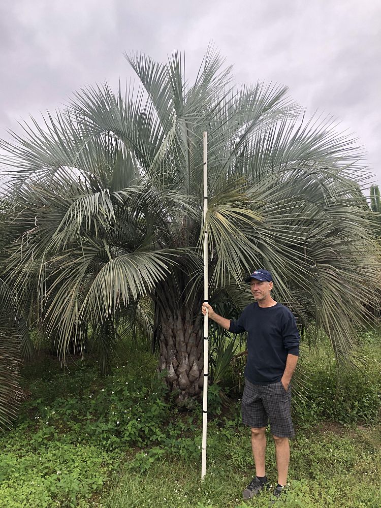 butia-capitata-cocos-australis-pindo-palm-jelly-palm