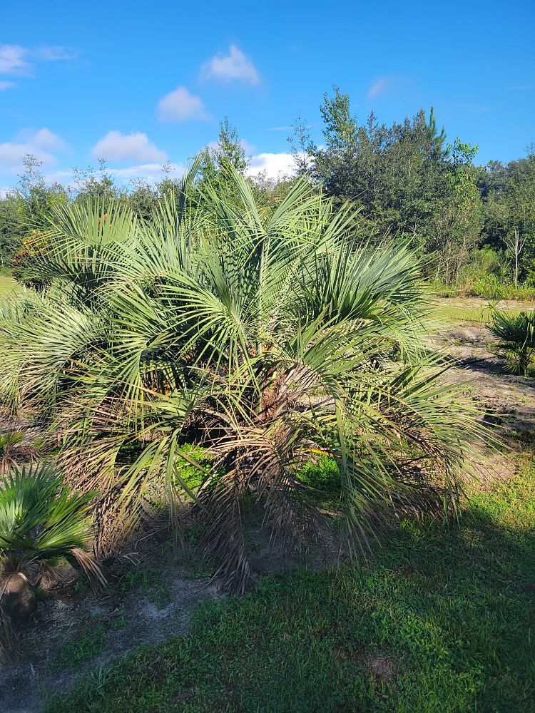 butia-capitata-cocos-australis-pindo-palm-jelly-palm