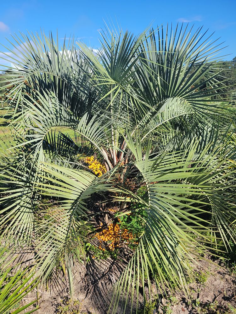 butia-capitata-cocos-australis-pindo-palm-jelly-palm