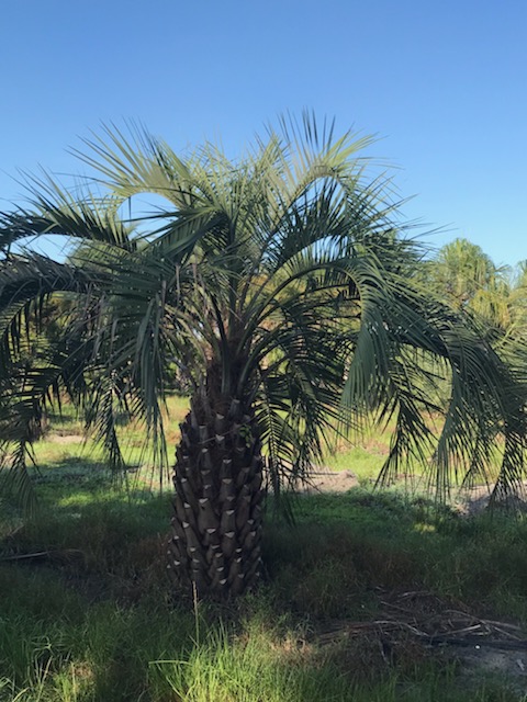 butia-capitata-cocos-australis-pindo-palm-jelly-palm