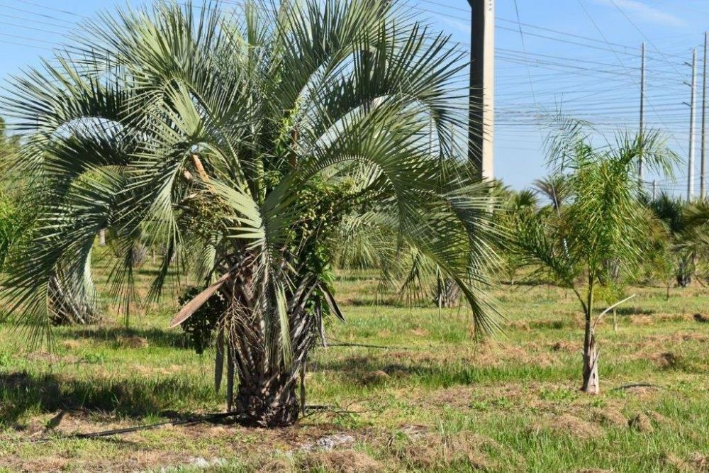 butia-capitata-cocos-australis-pindo-palm-jelly-palm