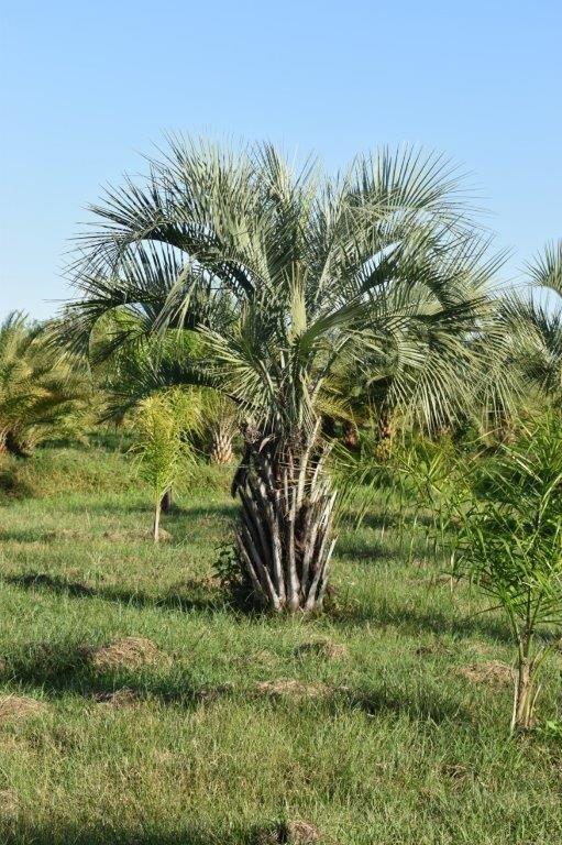 butia-capitata-cocos-australis-pindo-palm-jelly-palm