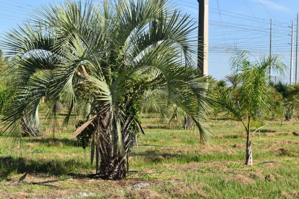 butia-capitata-cocos-australis-pindo-palm-jelly-palm