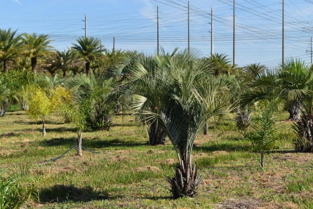 butia-capitata-cocos-australis-pindo-palm-jelly-palm