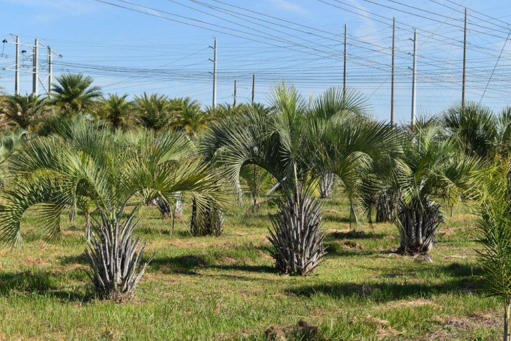 butia-capitata-cocos-australis-pindo-palm-jelly-palm