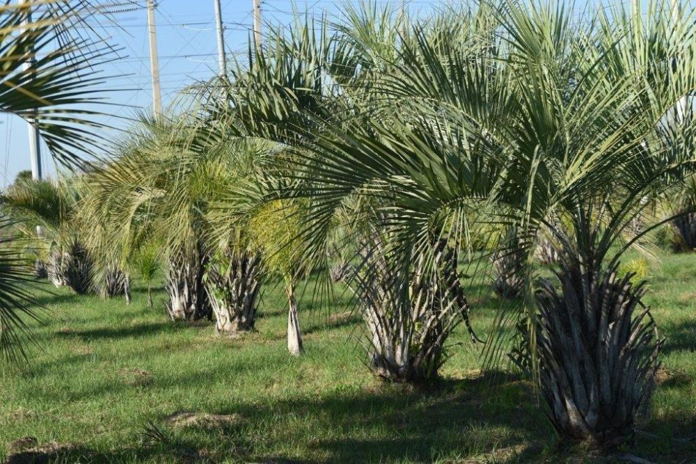 butia-capitata-cocos-australis-pindo-palm-jelly-palm