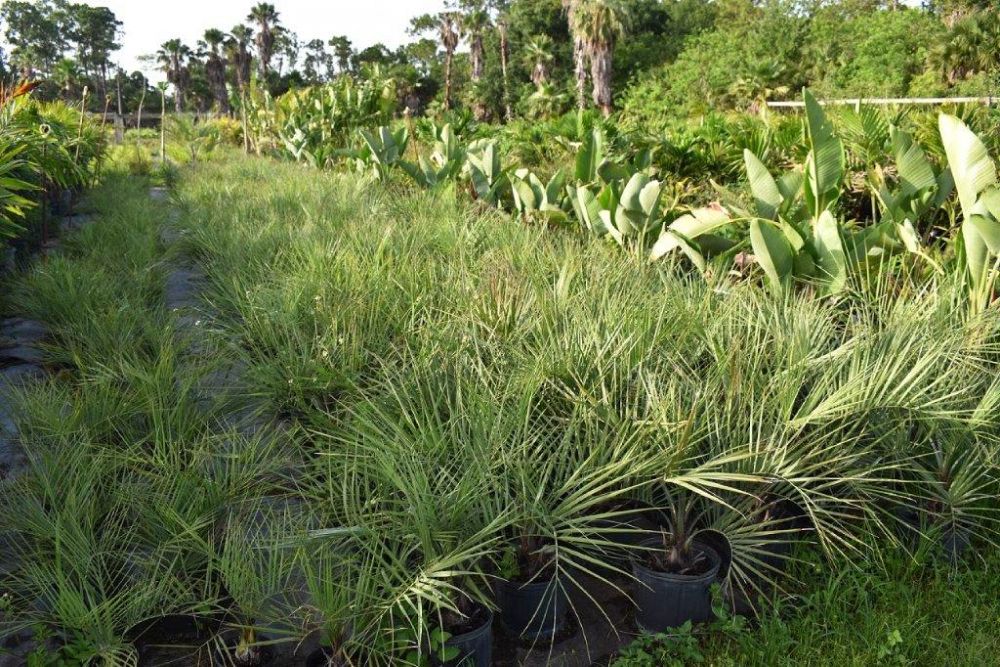 butia-capitata-cocos-australis-pindo-palm-jelly-palm