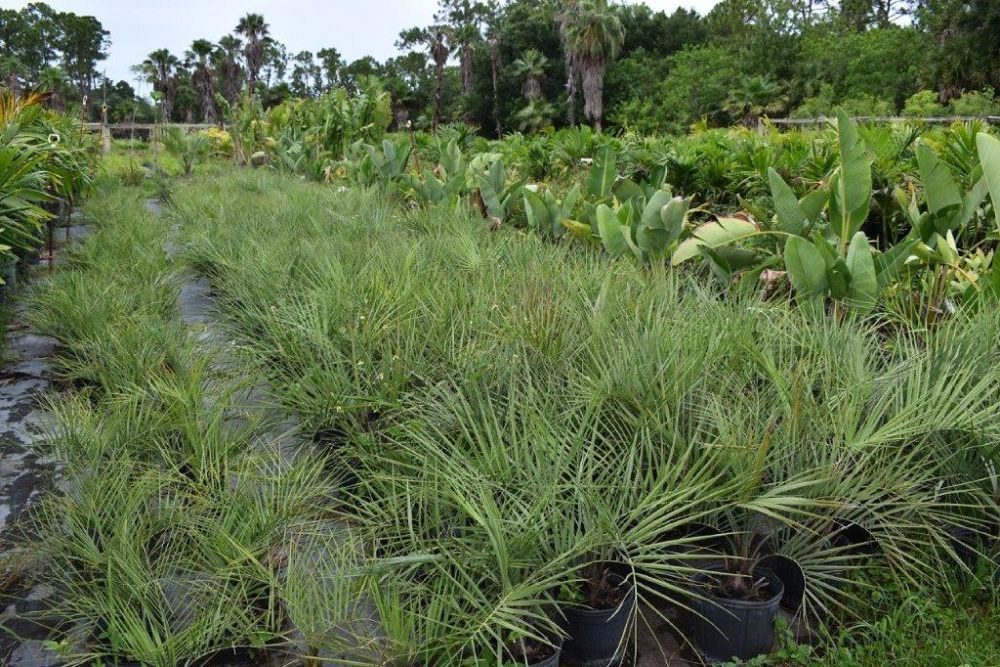 butia-capitata-cocos-australis-pindo-palm-jelly-palm