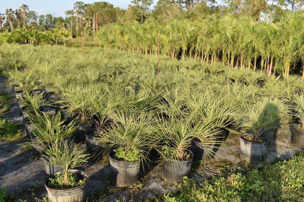 butia-capitata-cocos-australis-pindo-palm-jelly-palm