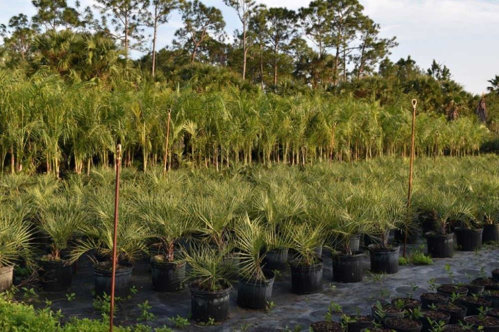 butia-capitata-cocos-australis-pindo-palm-jelly-palm