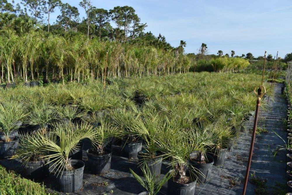 butia-capitata-cocos-australis-pindo-palm-jelly-palm