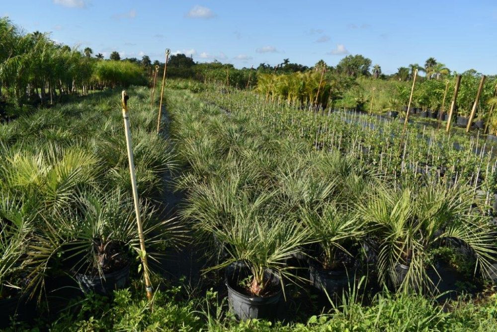 butia-capitata-cocos-australis-pindo-palm-jelly-palm