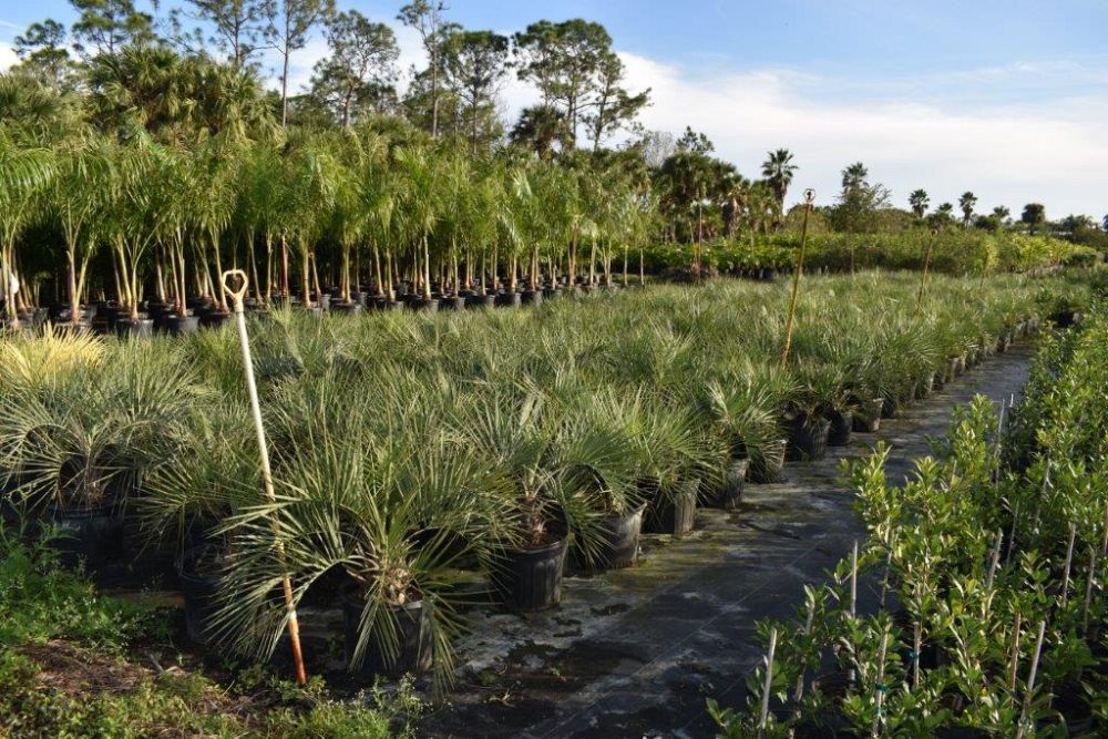 butia-capitata-cocos-australis-pindo-palm-jelly-palm