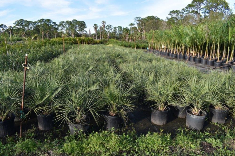 butia-capitata-cocos-australis-pindo-palm-jelly-palm