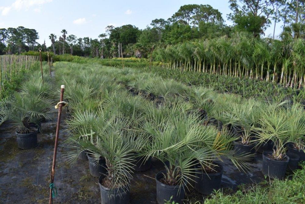 butia-capitata-cocos-australis-pindo-palm-jelly-palm