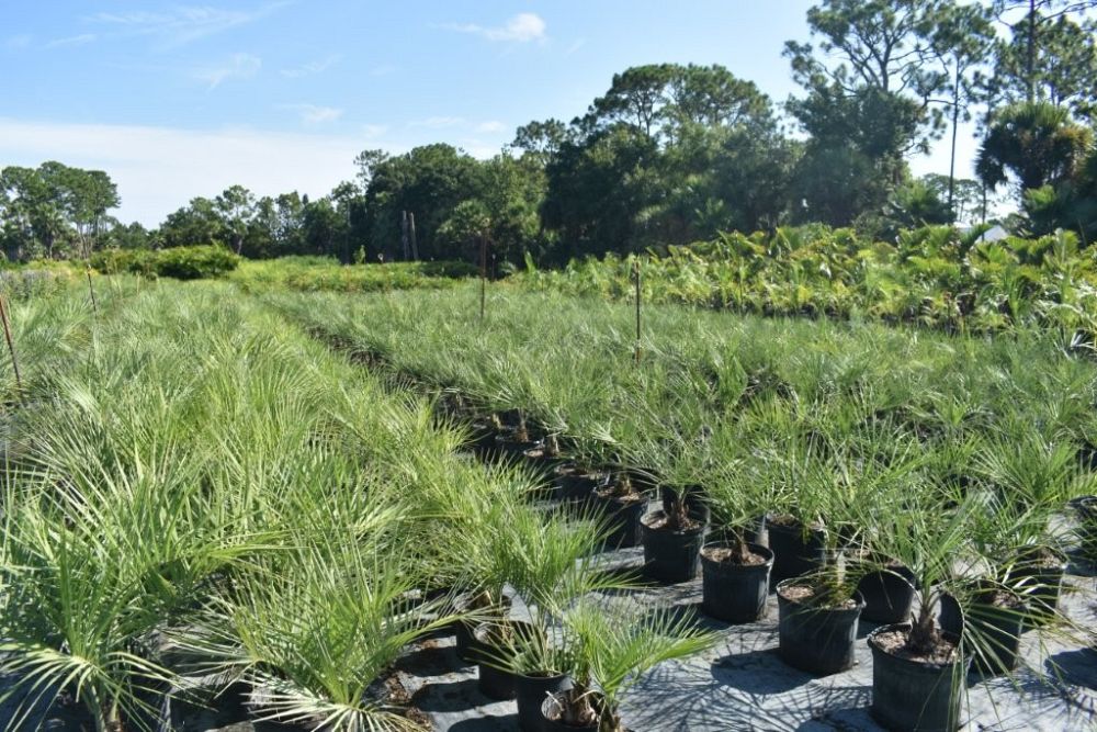 butia-capitata-cocos-australis-pindo-palm-jelly-palm