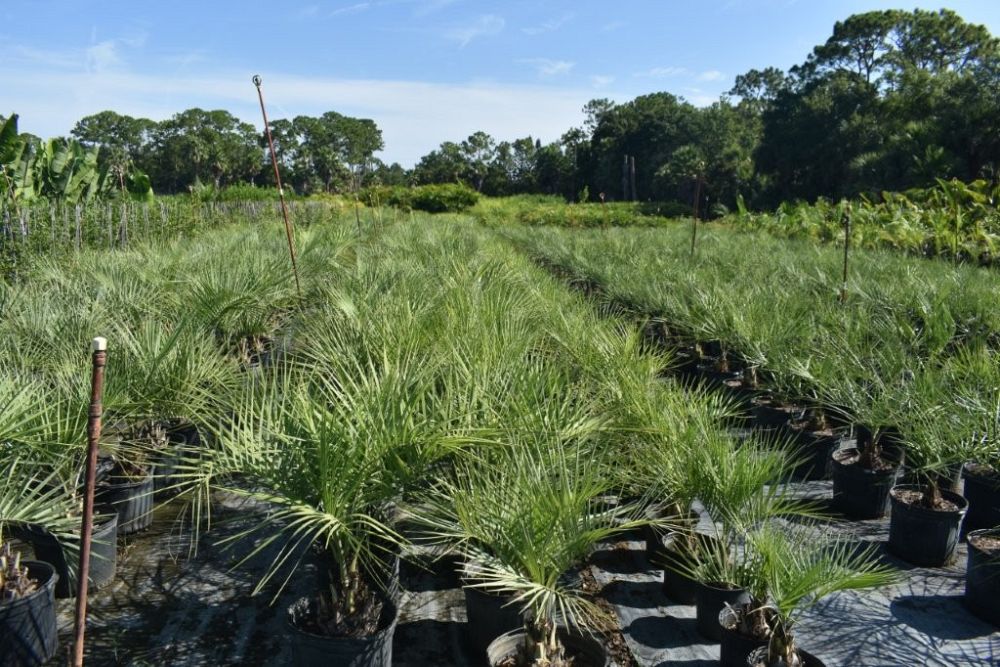 butia-capitata-cocos-australis-pindo-palm-jelly-palm
