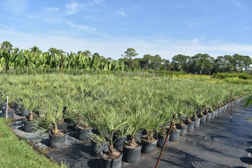 butia-capitata-cocos-australis-pindo-palm-jelly-palm