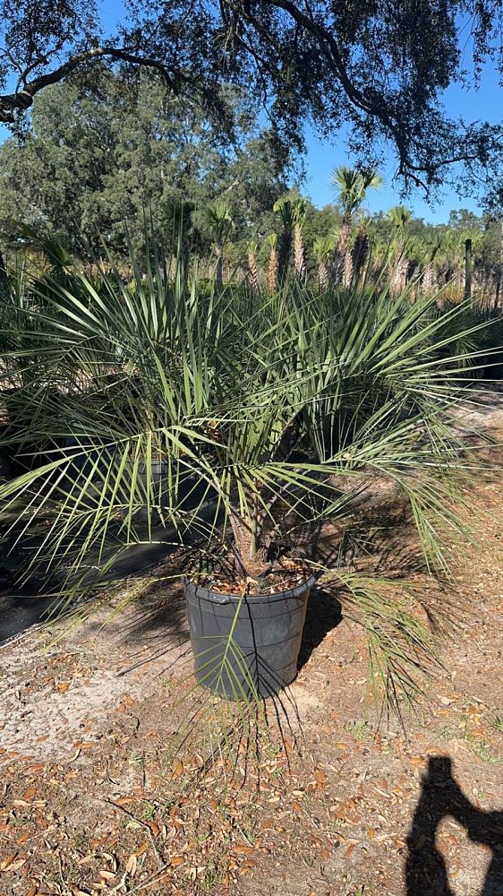 butia-capitata-cocos-australis-pindo-palm-jelly-palm