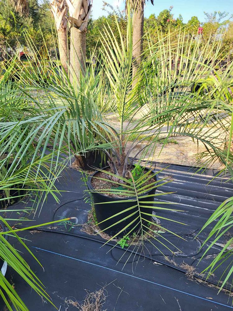butia-capitata-cocos-australis-pindo-palm-jelly-palm