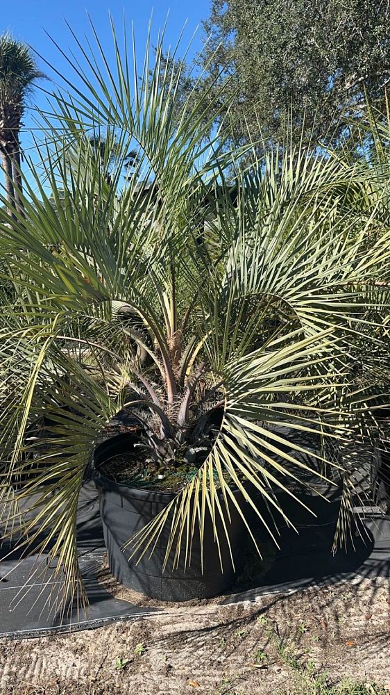 butia-capitata-cocos-australis-pindo-palm-jelly-palm