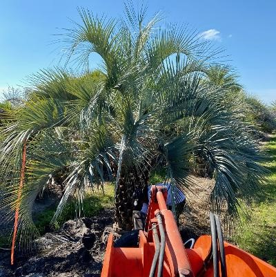 butia-capitata-cocos-australis-pindo-palm-jelly-palm