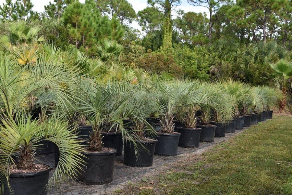 butia-capitata-cocos-australis-pindo-palm-jelly-palm