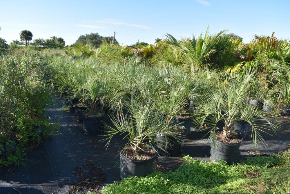 butia-capitata-cocos-australis-pindo-palm-jelly-palm