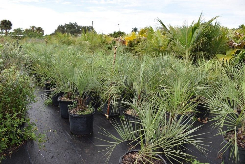 butia-capitata-cocos-australis-pindo-palm-jelly-palm