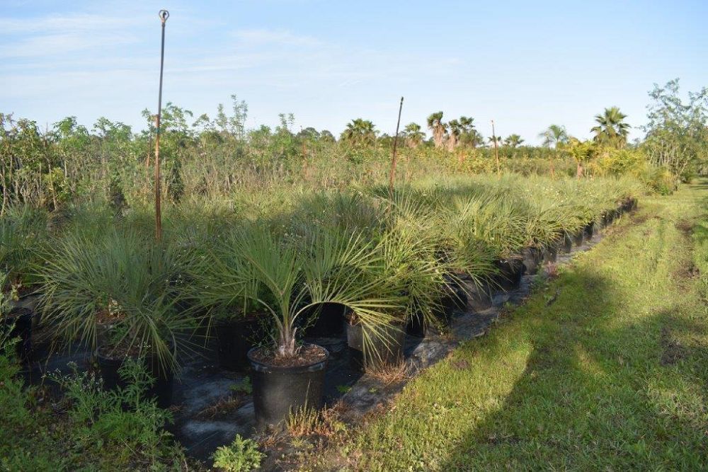 butia-capitata-cocos-australis-pindo-palm-jelly-palm