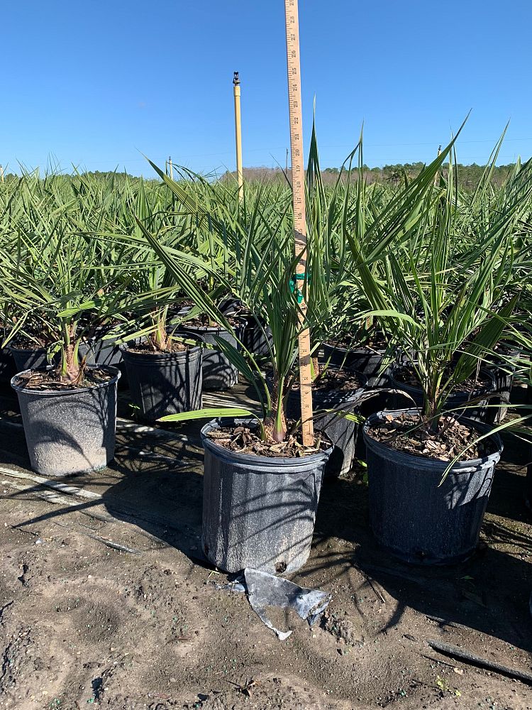 butia-capitata-cocos-australis-pindo-palm-jelly-palm