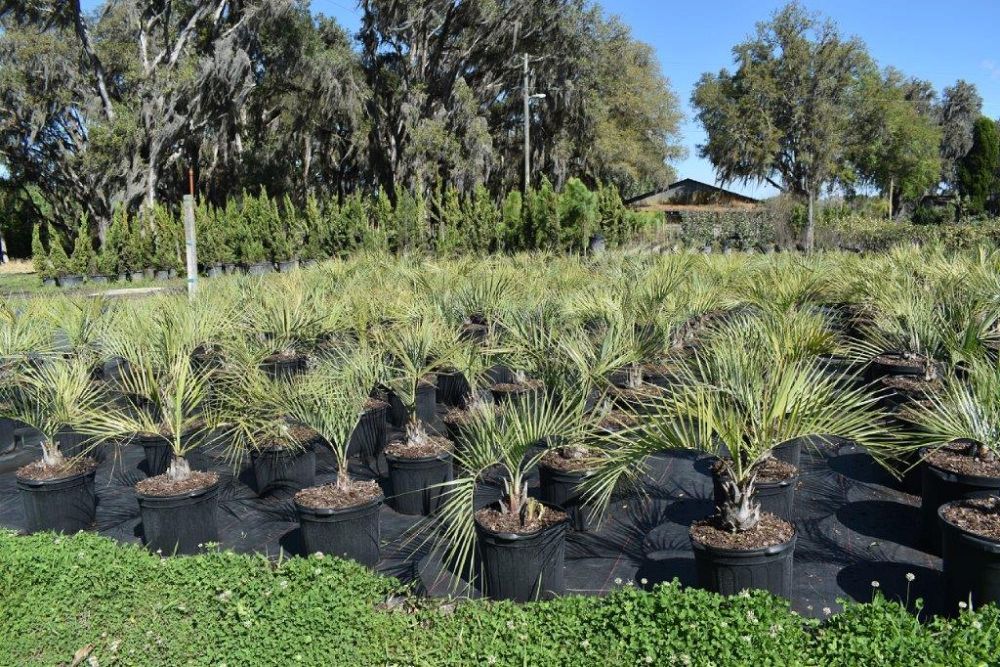 butia-capitata-cocos-australis-pindo-palm-jelly-palm