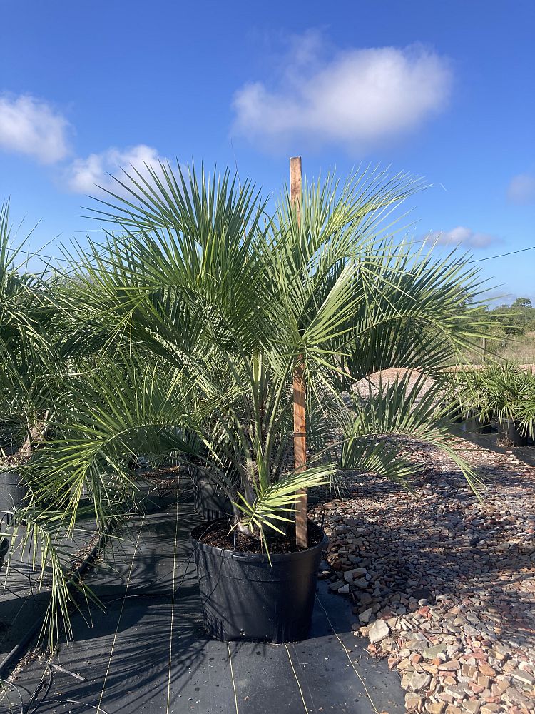 butia-capitata-cocos-australis-pindo-palm-jelly-palm