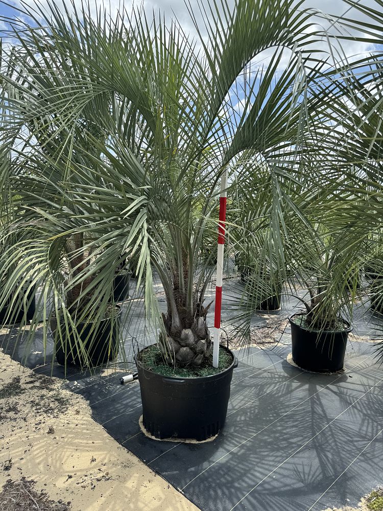 butia-capitata-cocos-australis-pindo-palm-jelly-palm