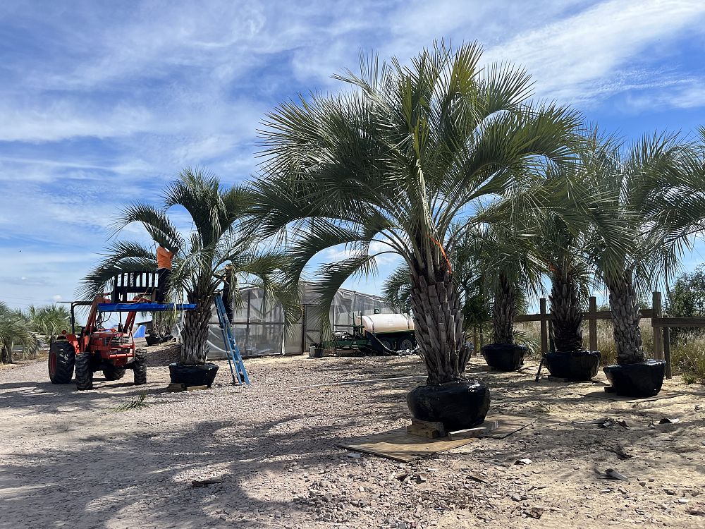 butia-capitata-cocos-australis-pindo-palm-jelly-palm