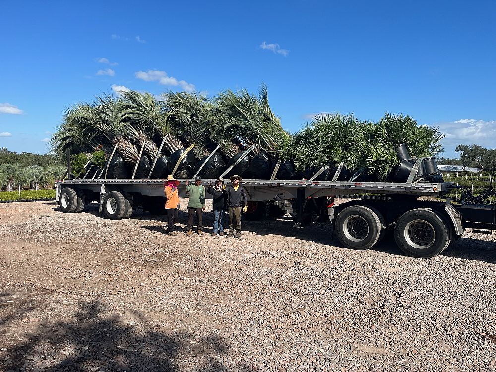 butia-capitata-cocos-australis-pindo-palm-jelly-palm