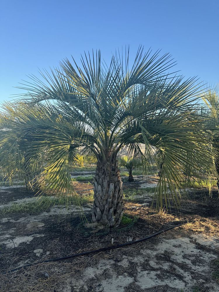 butia-capitata-cocos-australis-pindo-palm-jelly-palm