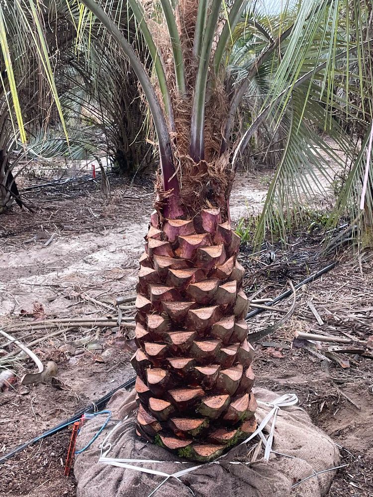 butia-capitata-cocos-australis-pindo-palm-jelly-palm