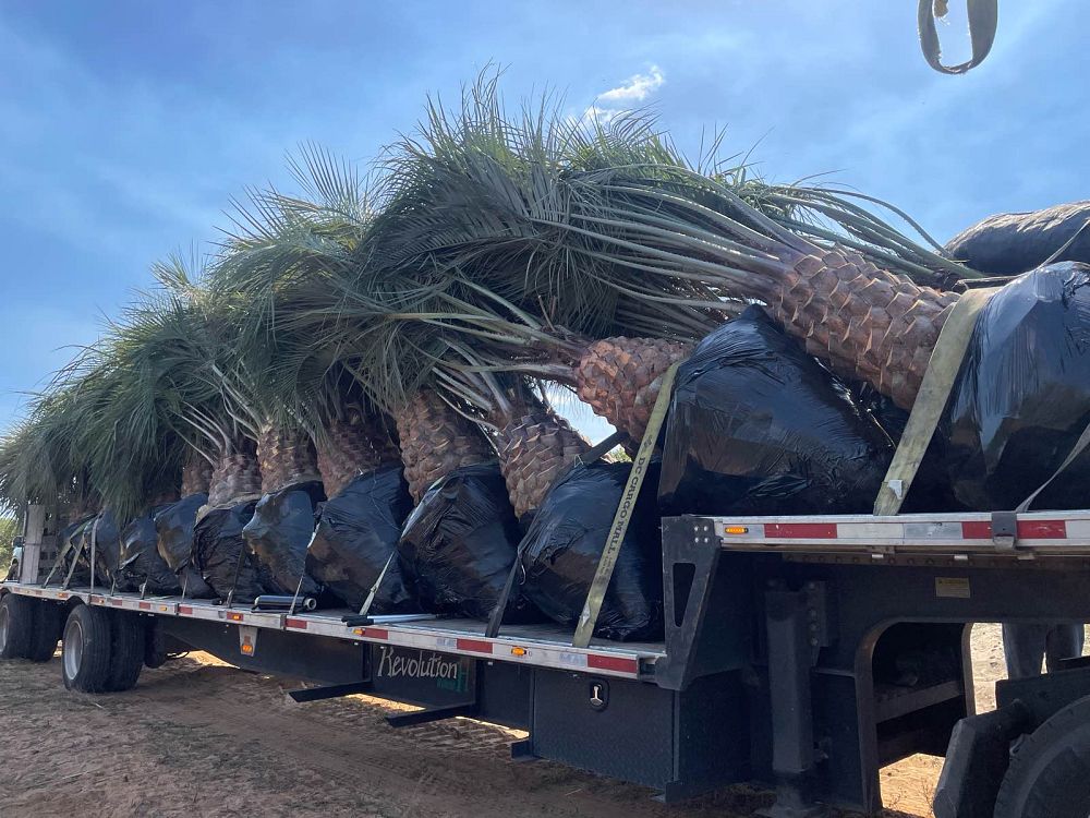 butia-capitata-cocos-australis-pindo-palm-jelly-palm