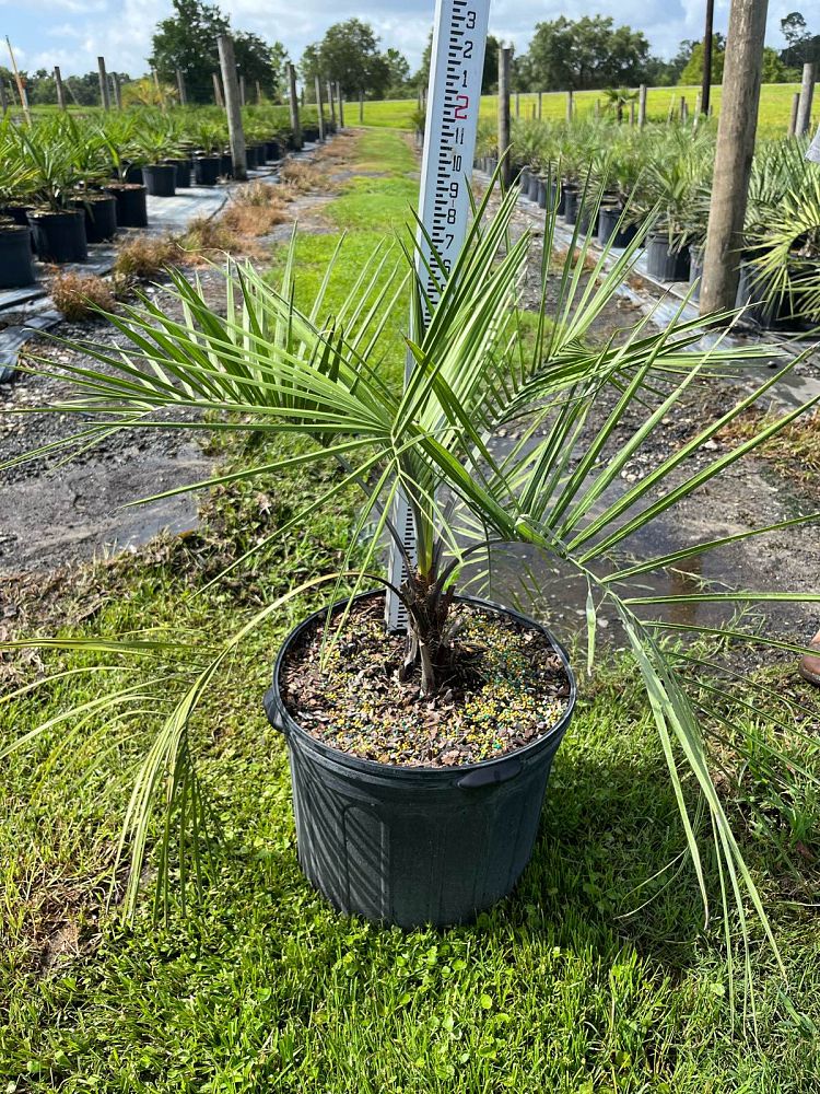 butia-capitata-cocos-australis-pindo-palm-jelly-palm