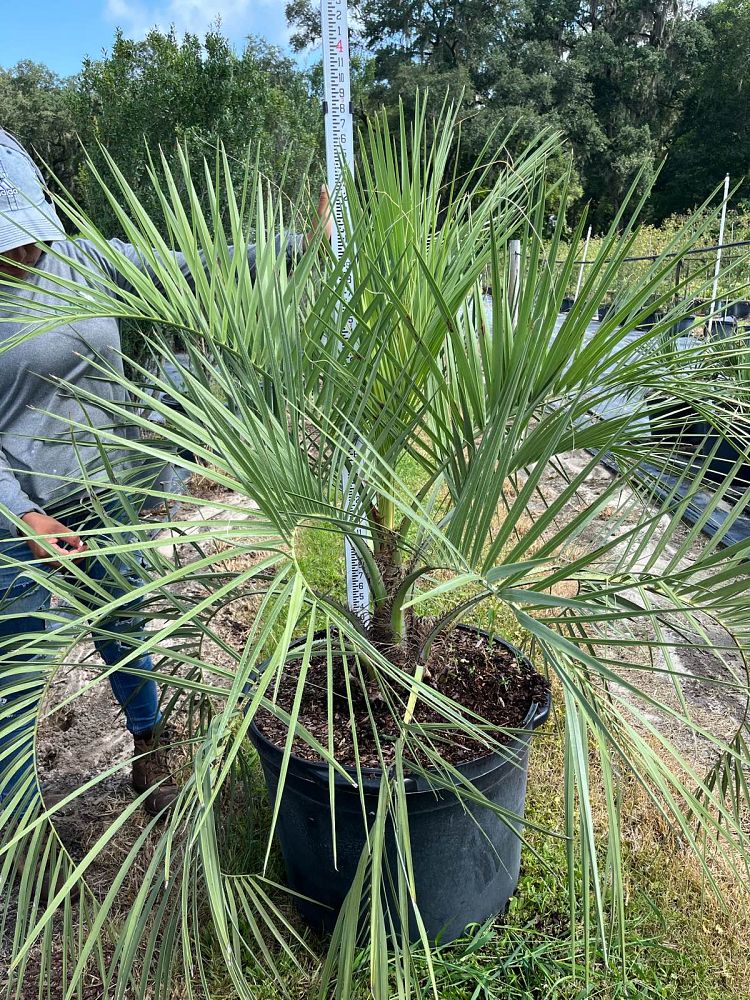 butia-capitata-cocos-australis-pindo-palm-jelly-palm