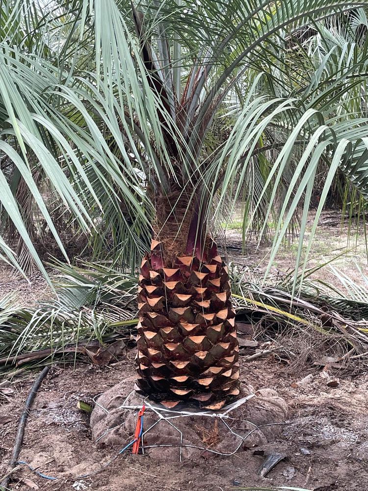 butia-capitata-cocos-australis-pindo-palm-jelly-palm